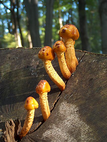 šupinovka zlatozávojová Pholiota aurivella (Batsch) P. Kumm.