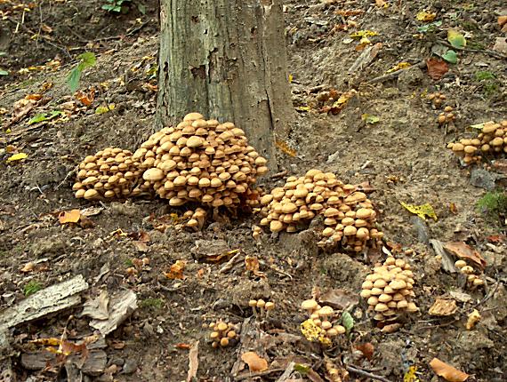 drobuľka vodomilná Psathyrella piluliformis (Bull.) P.D. Orton