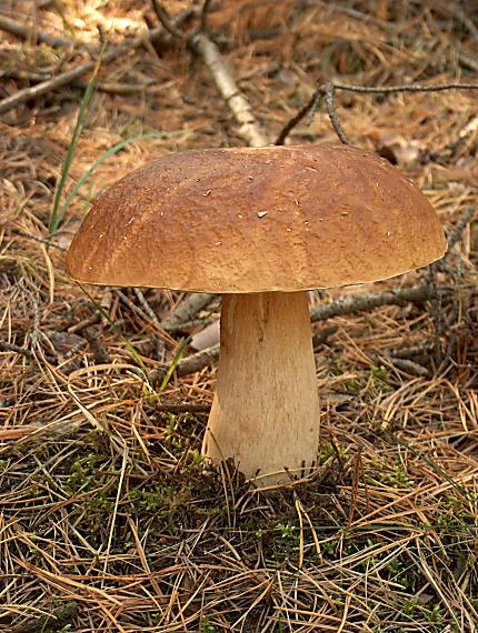 hríb sosnový Boletus pinophilus Pil. et Dermek in Pil.