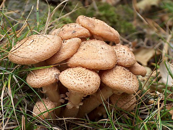 podpňovka obyčajná Armillaria mellea (Vahl) P. Kumm.