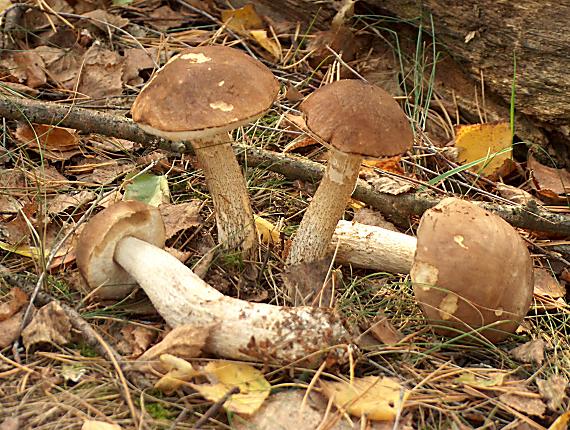 kozák brezový Leccinum scabrum (Bull.) Gray