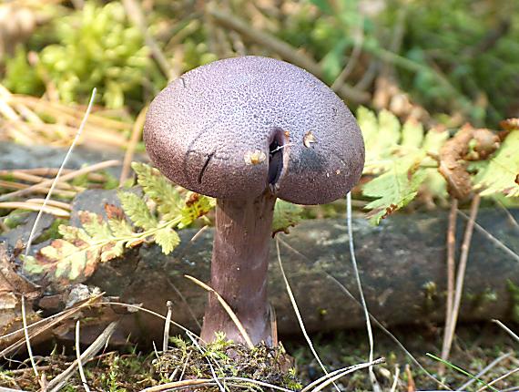 pavučinovec fialový Cortinarius violaceus (L.) Gray