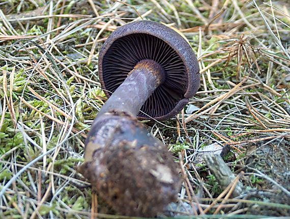 pavučinovec fialový Cortinarius violaceus (L.) Gray