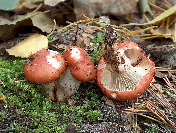 sliziak ružový Gomphidius roseus (Fr.) Oudem.