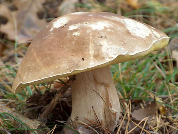 hríb dubový Boletus reticulatus Schaeff.