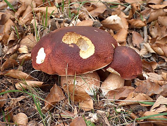 hríb sosnový Boletus pinophilus Pil. et Dermek in Pil.