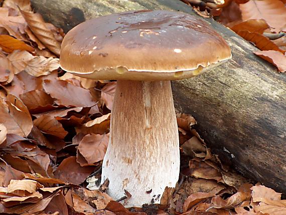 hríb dubový Boletus reticulatus Schaeff.