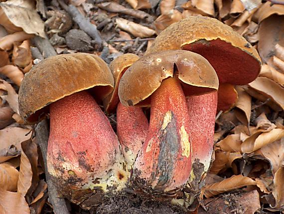 hríb zrnitohlúbikový Sutorius luridiformis (Rostk.) G. Wu & Zhu L. Yang