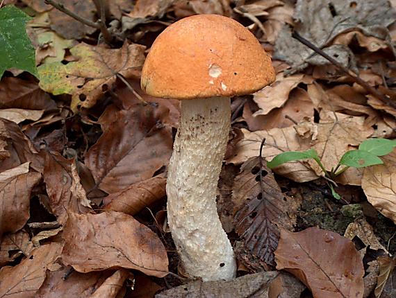 kozák osikový Leccinum albostipitatum den Bakker & Noordel.