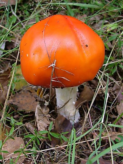 muchotrávka červená holá Amanita muscaria var. aureola (Kalchbr.) Quél.