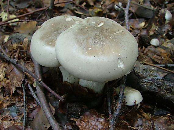 strmuľka inovaťová Clitocybe nebularis (Batsch) P. Kumm.