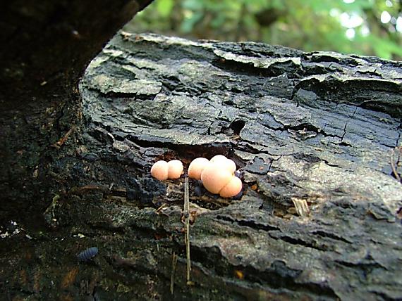 vlčinka červená Lycogala epidendrum (J.C. Buxb. ex L.) Fr.