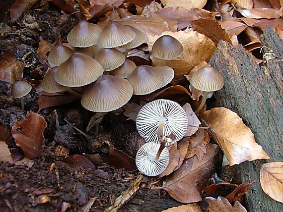 prilbička hnedosivá?? Mycena tintinnabulum??