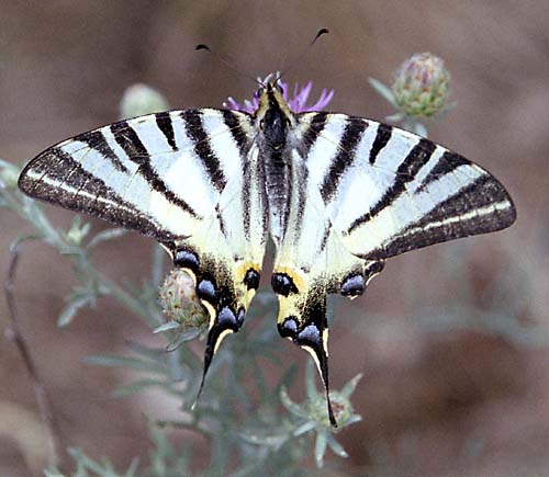 vidlochvost ovocný Iphiclides podalirius