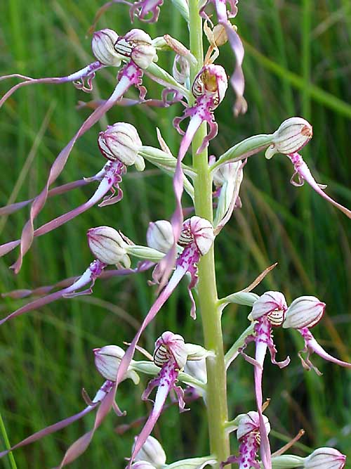 jazýčkovec jadranský Himantoglossum adriaticum H. Baumann