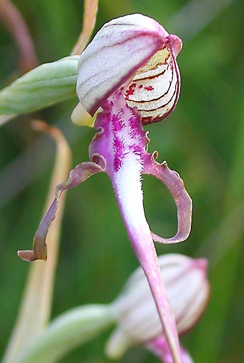 jazýčkovec jadranský Himantoglossum adriaticum H. Baumann