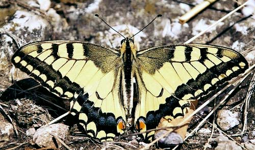 vidlochvost feniklový Papilio machaon