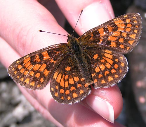 hnedáčik skorocelový Melitaea athalia