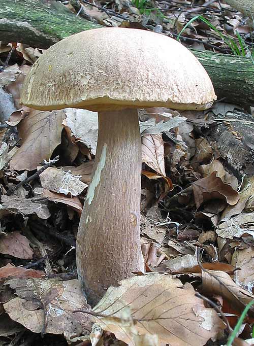 hríb dubový Boletus reticulatus Schaeff.