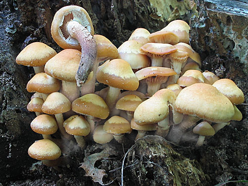 šupinačka menlivá Kuehneromyces mutabilis (Schaeff.) Singer & A.H. Sm.