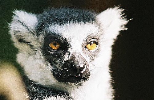 lemur kata