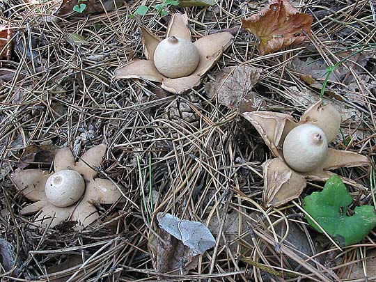 hviezdovka trojitá Geastrum triplex Jungh.