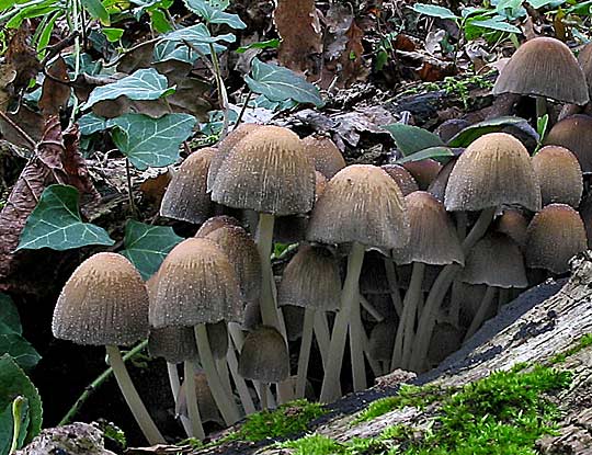 hnojník ligotavý Coprinellus micaceus (Bull.) Vilgalys, Hopple & Jacq. Johnson