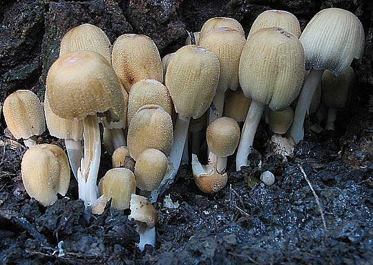 hnojník ligotavý Coprinellus micaceus (Bull.) Vilgalys, Hopple & Jacq. Johnson