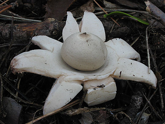 hviezdovka trojitá Geastrum triplex Jungh.