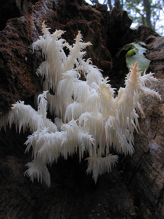 koralovec bukový Hericium coralloides (Scop.) Pers.