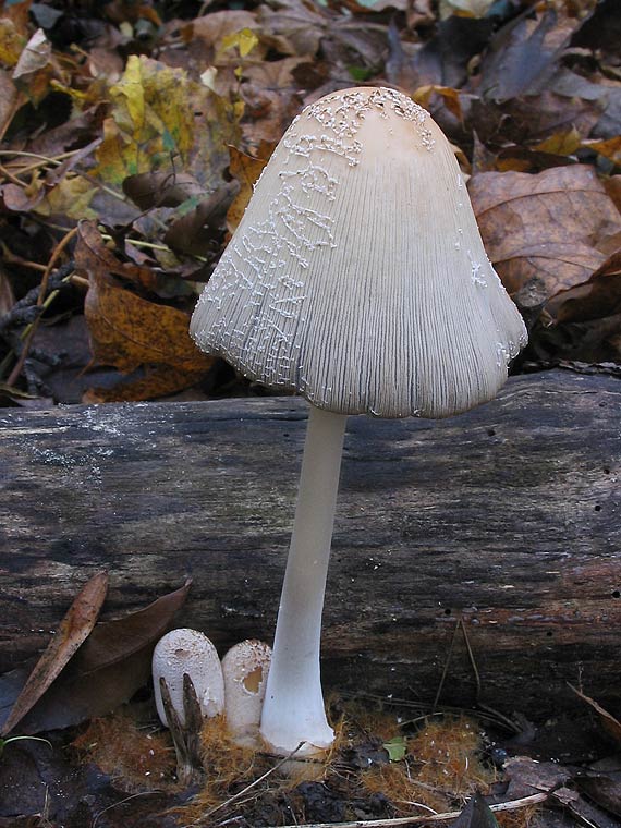 hnojník okrový Coprinellus domesticus (Bolton) Vilgalys, Hopple & Jacq. Johnson