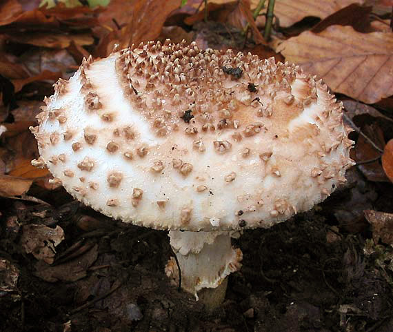 bedlička ostrošupinatá Echinoderma asperum (Pers.) Bon