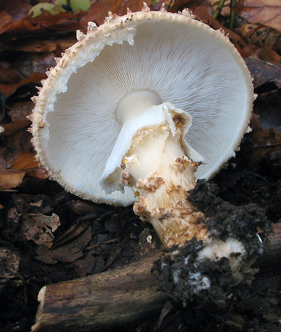 bedlička ostrošupinatá Echinoderma asperum (Pers.) Bon