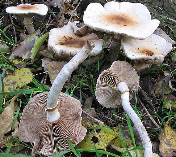 poľnička topoľová Cyclocybe cylindracea (DC.) Vizzini & Angelini