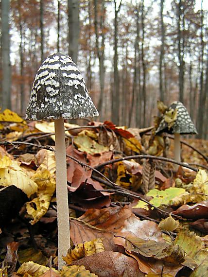 hnojník strakatý Coprinopsis picacea (Bull.) Redhead, Vilgalys & Moncalvo