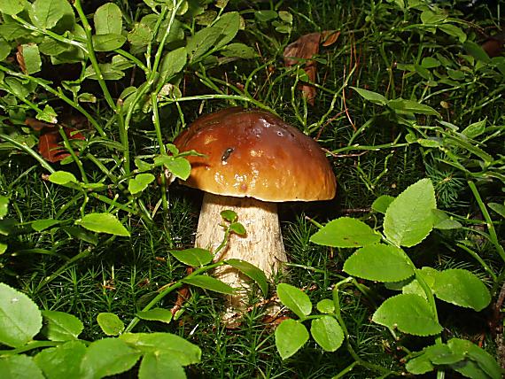 hríb smrekový Boletus edulis Bull.