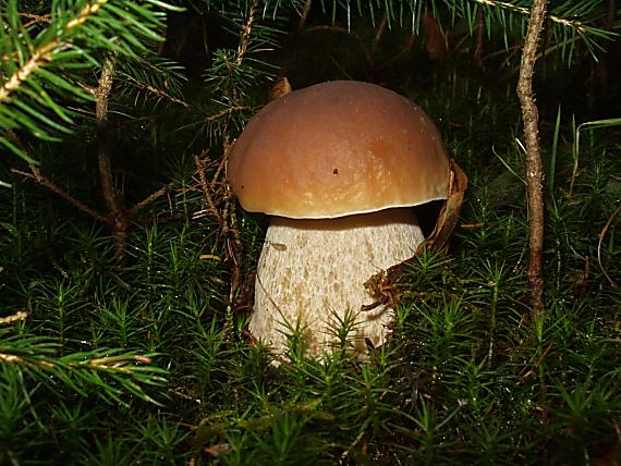 hríb smrekový Boletus edulis Bull.