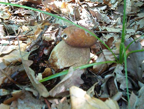 hríb dubový Boletus reticulatus Schaeff.