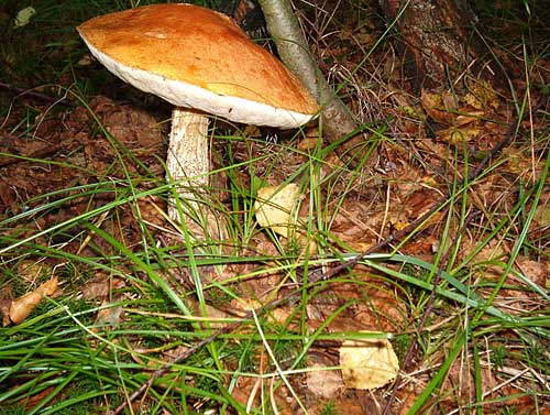 kozák osikový Leccinum albostipitatum den Bakker & Noordel.