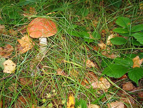 kozák osikový Leccinum albostipitatum den Bakker & Noordel.