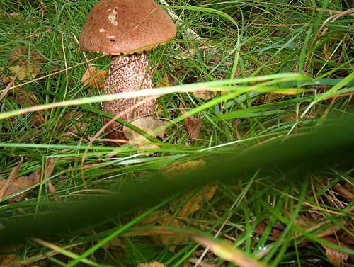 kozák osikový Leccinum albostipitatum den Bakker & Noordel.