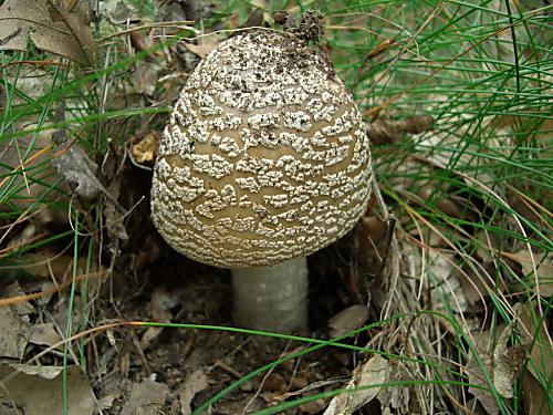 muchotrávka hrubá Amanita excelsa (Fr.) Bertill.