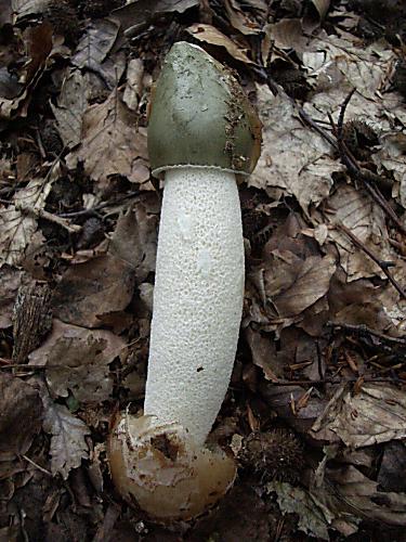 hadovka smradľavá Phallus impudicus L.