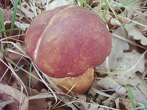 hríb sosnový Boletus pinophilus Pil. et Dermek in Pil.