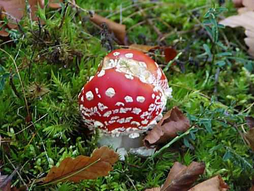 muchotrávka červená Amanita muscaria (L.) Lam.