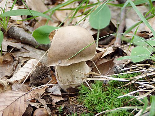 hríb dubový Boletus reticulatus Schaeff.