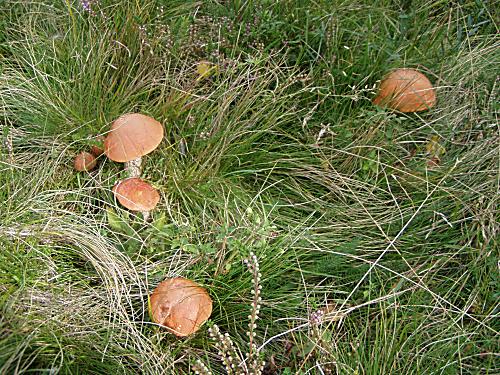 kozák osikový Leccinum albostipitatum den Bakker & Noordel.