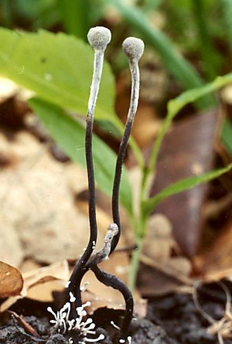 žezlovka bystrušková - Housenice střevlíková Ophiocordyceps entomorrhiza (Dicks.) G.H. Sung, J.M. Sung, Hywel-Jones & Spatafora