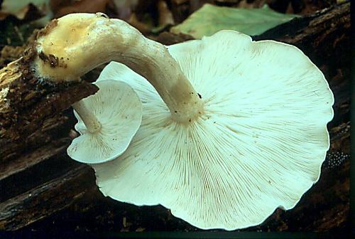 hlíva dřevní Ossicaulis lignatilis (Pers.) Redhead & Ginns