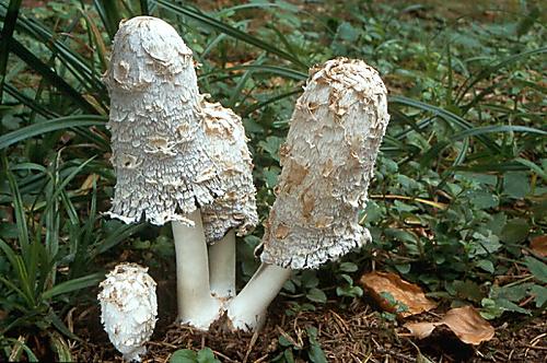 hnojník obecný - Hnojník obyčajný Coprinus comatus (O.F. Müll.) Pers.